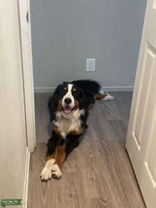 Bernese Mountain Dog Stud  Listing Image