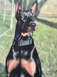 Doberman Stud Listing Image