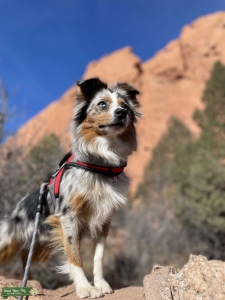 Looking for a female Corgi for breeding with my mini aussie Listing Image