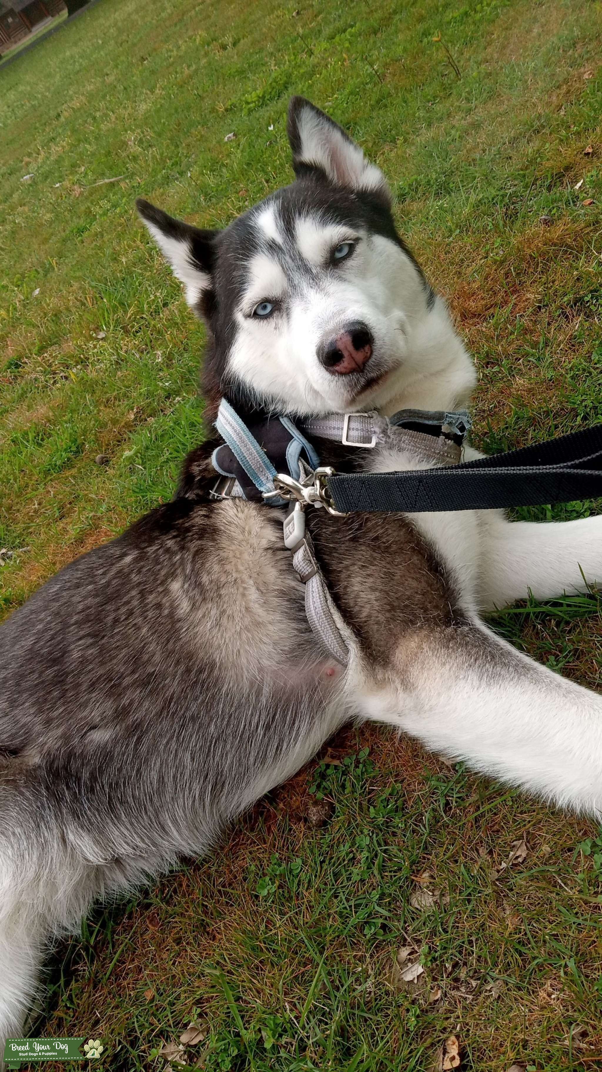 Full husky Stud Dog in arkansas, the United States Breed Your Dog
