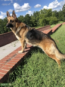 AKC German Shepherd (Black & Tan)  Listing Image