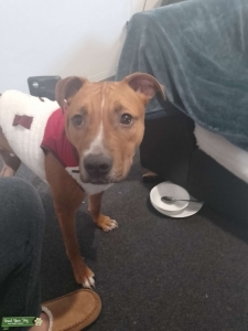 Beautiful happy boy looking to breed him  Listing Image