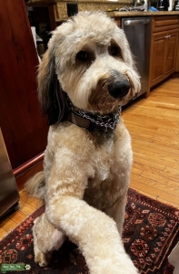 Golden Mountain Doodle (Embark DNA Tested and Hypoallergenic, No Shedding) Listing Image