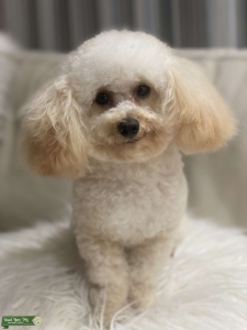 Handsome toy poodle looking for the breed Listing Image