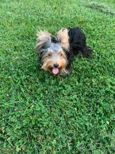 AKC YORKIE Listing Image
