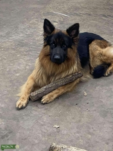 Stud dog first timer Listing Image