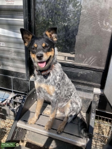 Texas Heeler Mama Listing Image