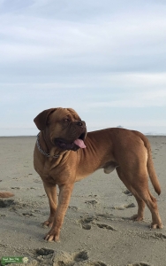 Dogue De Bordeaux Stud  Listing Image