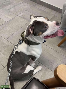 ABKC registered Tri color male for stud Listing Image