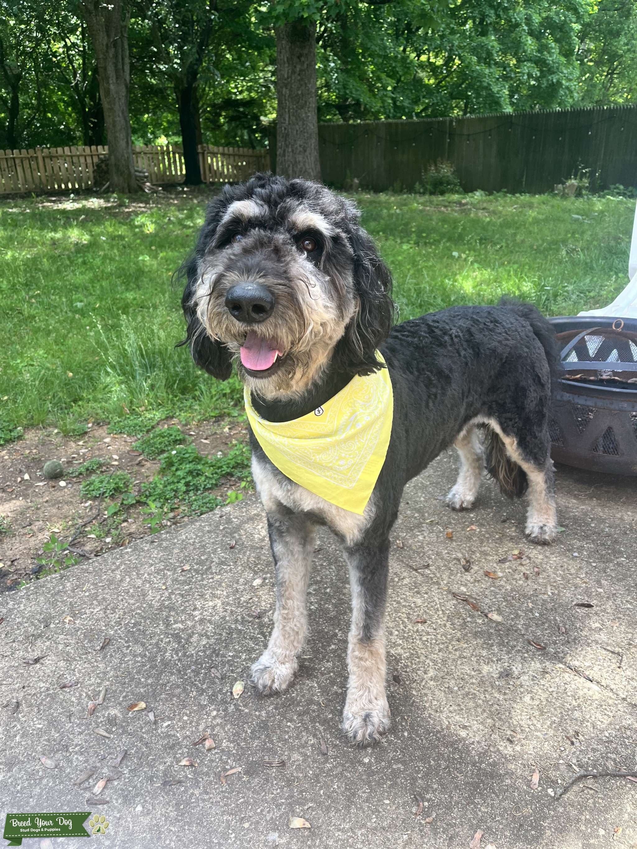 F1 Standard Phantom Goldendoodle Stud Dog in Fort Washington, MD, the