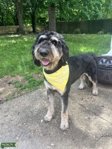 F1 Standard Phantom Goldendoodle Listing Image