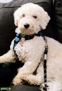 1yo Male Bichon Frise Stud Listing Image