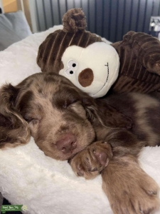English Cocker Spaniel Listing Image