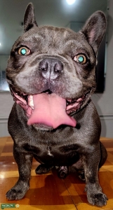 Exquisite Boba: Magnificent AKC Blue Fawn French Bulldog Stud with Muscular Build and Fluffy Genes Listing Image