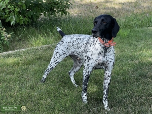 Black and White GSP Stud Listing Image