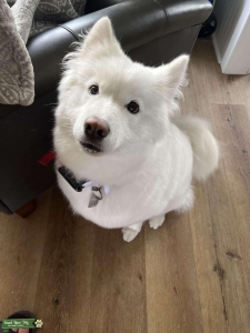 Wanted Samoyed Stud Listing Image