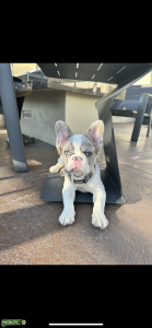 Fluffy Frenchie Stud Listing Image
