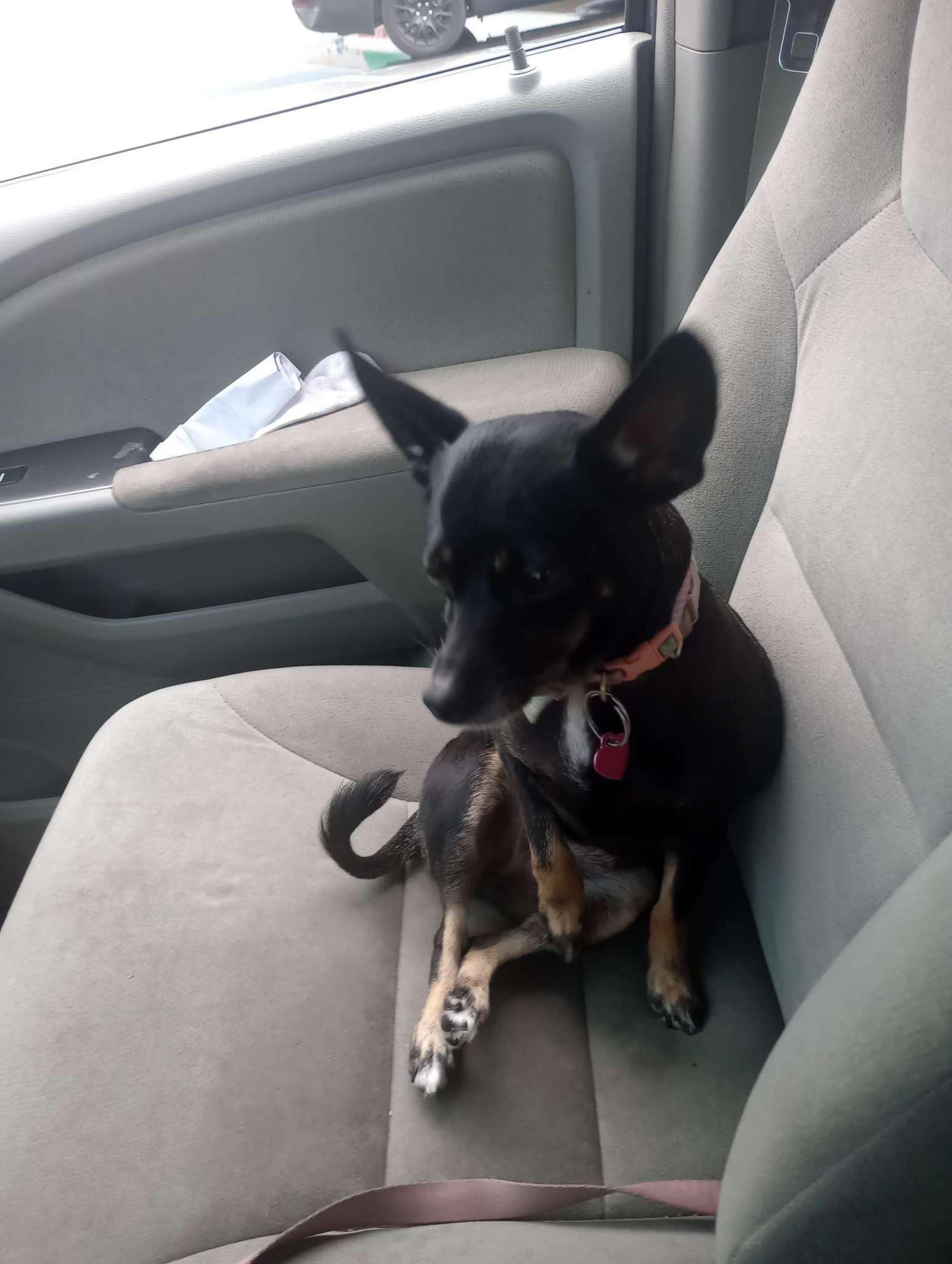 I have a min Pin female and she's in heat. Contact me if you just want