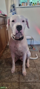 White Dogo Argentino  Listing Image
