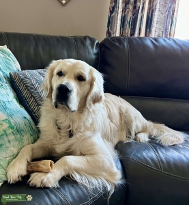 AKC English Golden Retriever  Listing Image