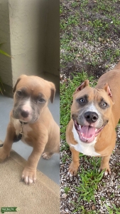 American Bully/ Pitbull Stud Listing Image