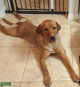 Looking for Lab stud to breed our sweet Ginger Listing Image