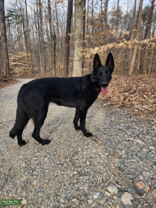 Black GSD female  Listing Image