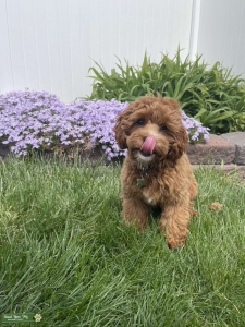 RED CAVAPOO (CAVADOODLE) Listing Image