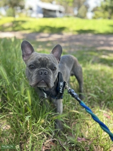 Blue brindle Frenchie Stud Listing Image