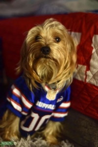 Yorkie stud Listing Image