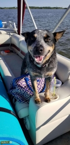 Beautiful Female Blue Heeler Listing Image