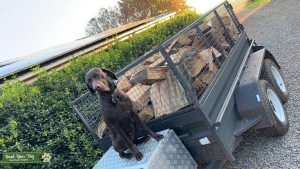 German short haired pointer stud  Listing Image
