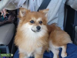Pomeranian Listing Image