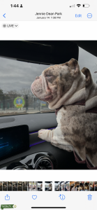 Exotic American bully ABKC Listing Image