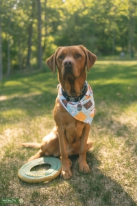 Fox Red English Labrador Retriever Listing Image