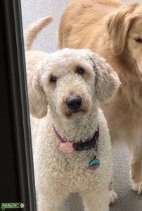 Cream colored goldendoodle Listing Image
