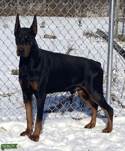 Proven European Import,  DobermanStud Listing Image