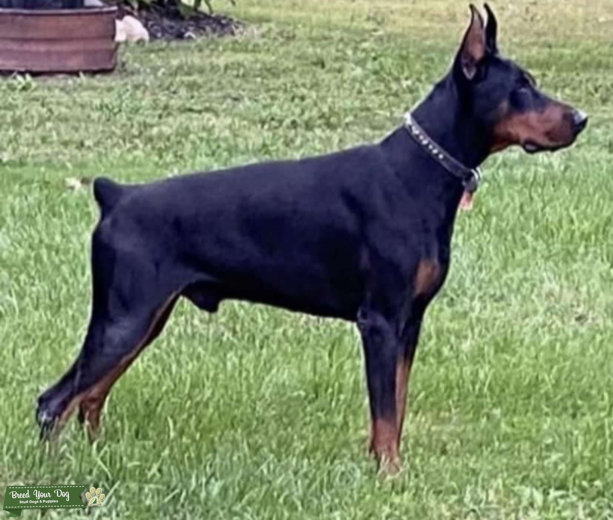 Proven European Import, Doberman Stud 2500 Stud Dog in Grove city