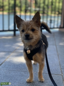 Pom-yorkie Listing Image