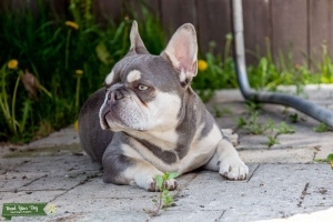 C3 Clear Lilac French Bulldog Stud - Exceptional Genetics! Listing Image