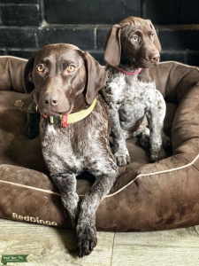 Great family dog and strong hunter Listing Image