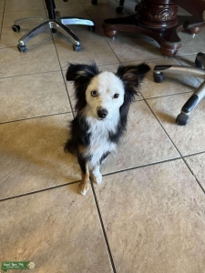 Toy Australian Shepherd  Listing Image