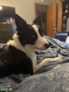 Boarder Collie ready to mingle  Listing Image