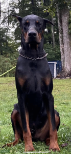 Full Euro Doberman stud  Listing Image