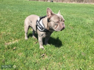 Exceptional Lilac French Bulldog Stud Listing Image