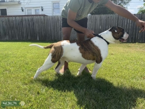 White/brown/brindle American Bulldog Listing Image