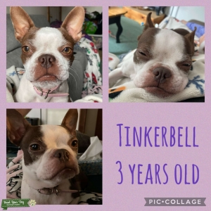 Looking to breed Listing Image