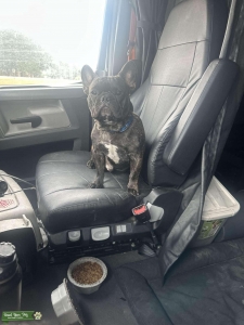 Brindle male French bulldog Listing Image
