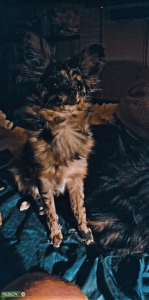 Blue Merle LH Chihuahua  Listing Image