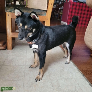 Female Shiba Inu Listing Image